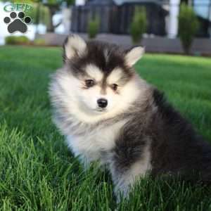 Saul, Pomsky Puppy