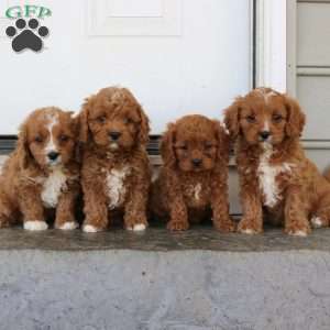Drake, Cavapoo Puppy