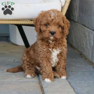 Drake, Cavapoo Puppy