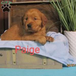Paige, Golden Retriever Puppy