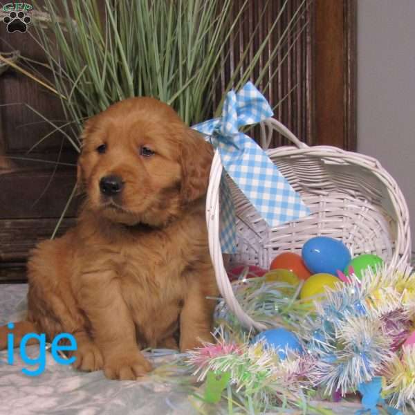 Paige, Golden Retriever Puppy