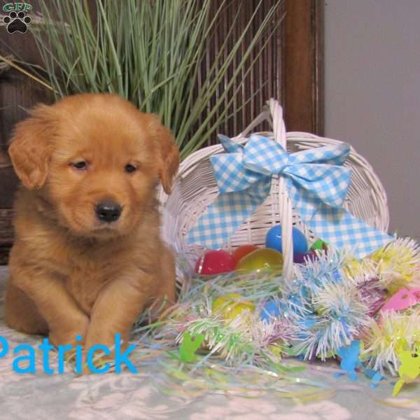 Patrick, Golden Retriever Puppy