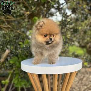 Tiny Princess, Pomeranian Puppy