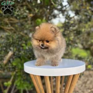 Tiny Princess, Pomeranian Puppy