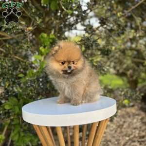 Tiny Princess, Pomeranian Puppy