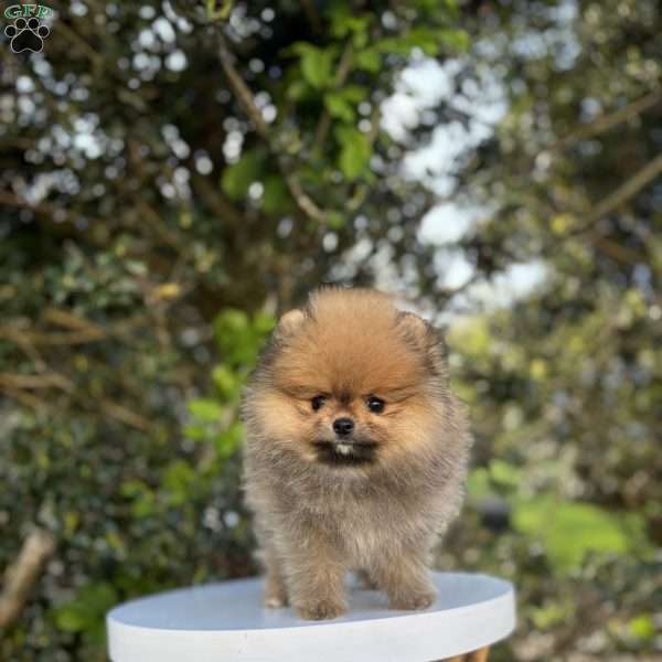 Tiny Princess, Pomeranian Puppy