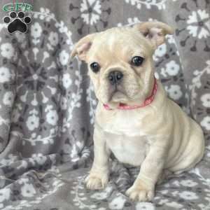 Star, French Bulldog Puppy