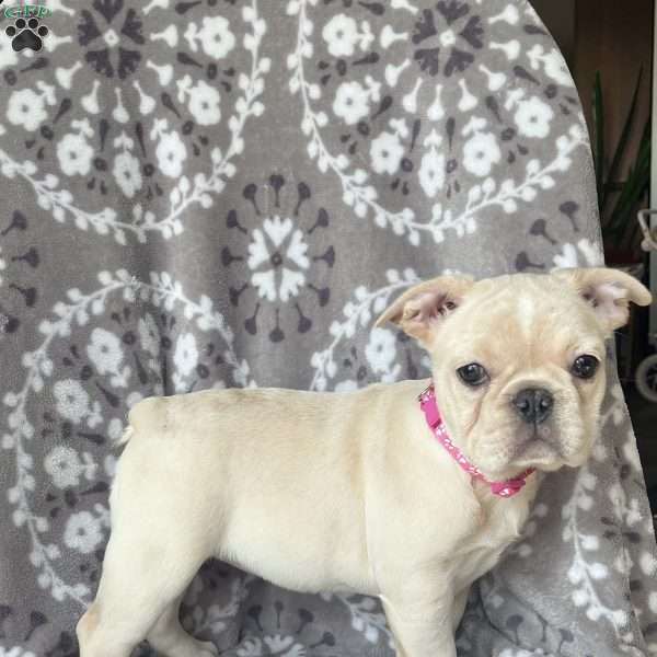 Star, French Bulldog Puppy