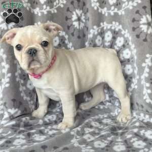 Star, French Bulldog Puppy