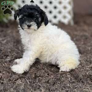 Munchkin, Havapoo Puppy