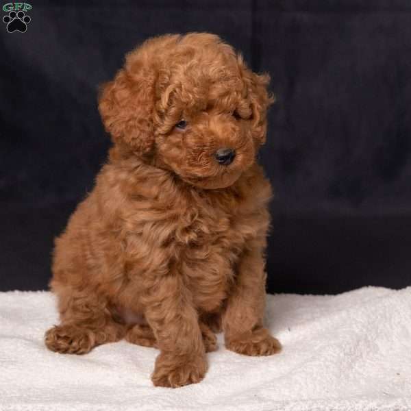 Charlie, Miniature Poodle Puppy