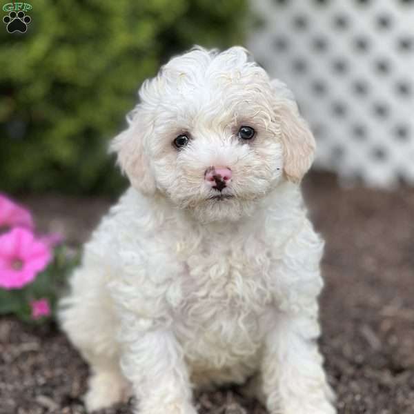 Mozzy, Havapoo Puppy
