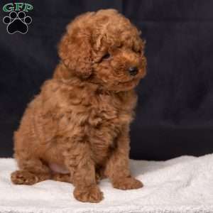 Charlie, Miniature Poodle Puppy