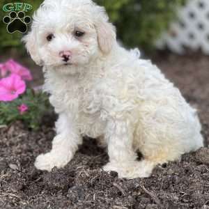 Mozzy, Havapoo Puppy