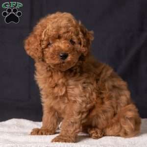 Charlie, Miniature Poodle Puppy