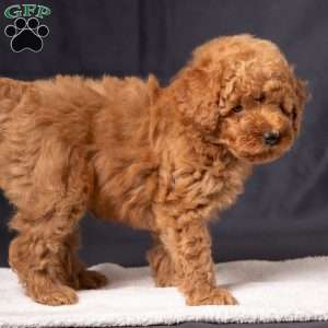 Charlie, Miniature Poodle Puppy