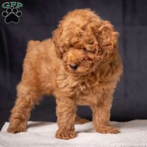 Charlie, Miniature Poodle Puppy
