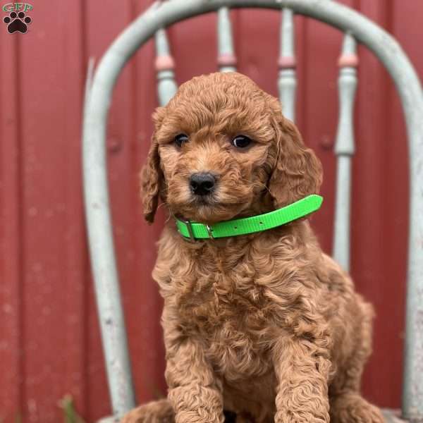 Dinah, Mini Goldendoodle Puppy