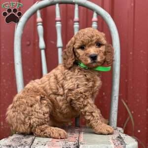Dinah, Mini Goldendoodle Puppy