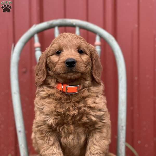 Delaney, Mini Goldendoodle Puppy