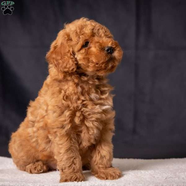 Cathy, Miniature Poodle Puppy