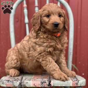 Delaney, Mini Goldendoodle Puppy