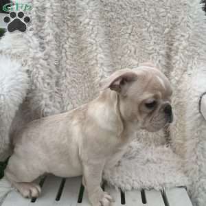 Star, French Bulldog Puppy