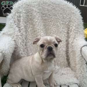 Star, French Bulldog Puppy