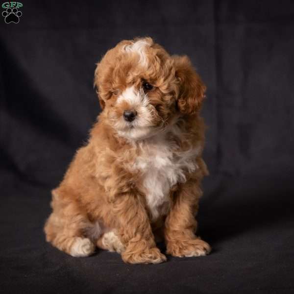 Casey, Miniature Poodle Puppy