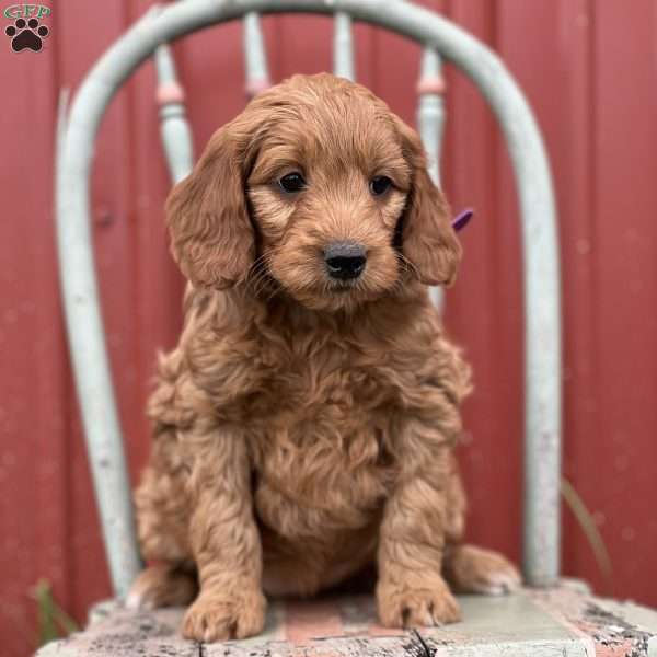 Destiney, Mini Goldendoodle Puppy