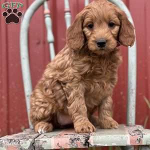Destiney, Mini Goldendoodle Puppy
