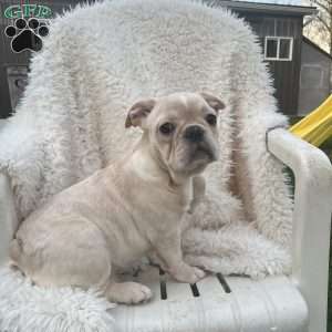 Star, French Bulldog Puppy