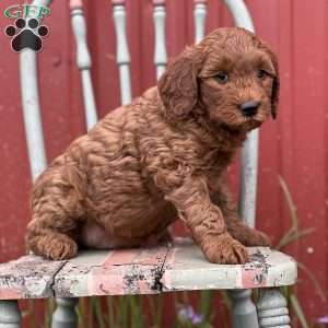 Daffodil, Mini Goldendoodle Puppy