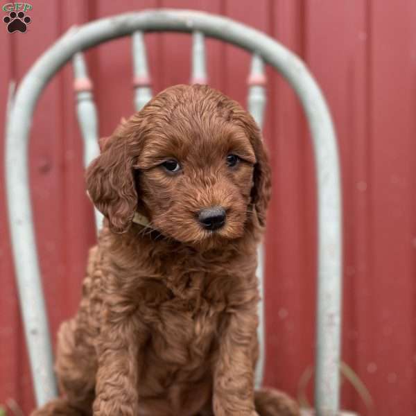 Daffodil, Mini Goldendoodle Puppy