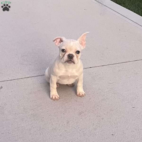 Bonnie, French Bulldog Puppy