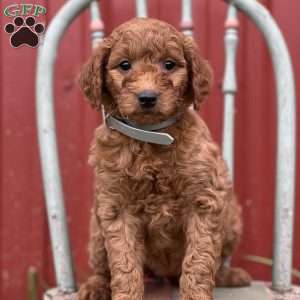 Dionne, Mini Goldendoodle Puppy