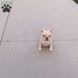 Bonnie, French Bulldog Puppy