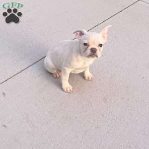 Bonnie, French Bulldog Puppy