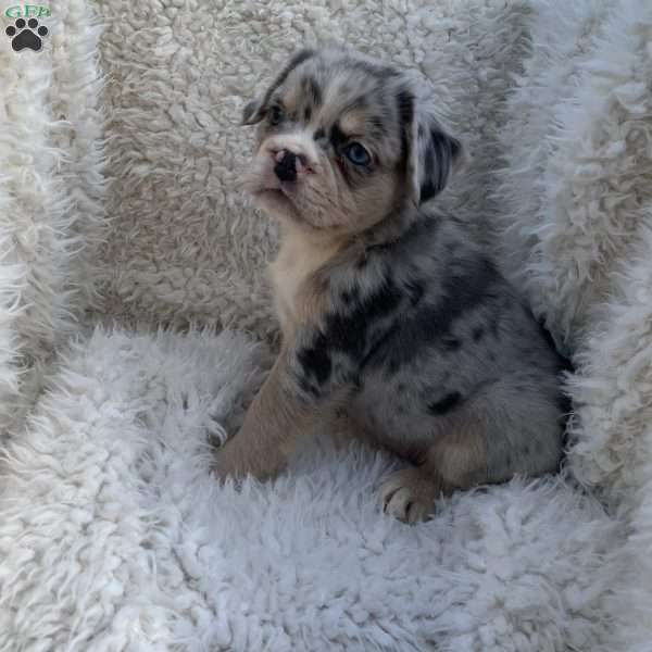 Heidi, French Bulldog Puppy