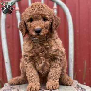 Dexter, Mini Goldendoodle Puppy