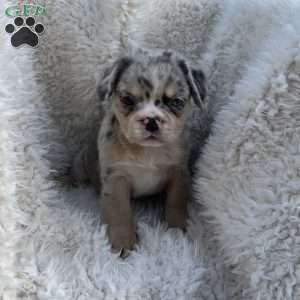 Heidi, French Bulldog Puppy