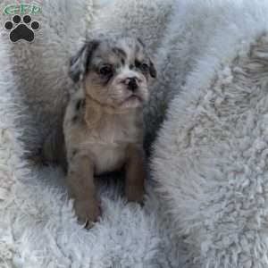 Heidi, French Bulldog Puppy