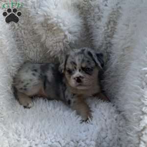 Heidi, French Bulldog Puppy