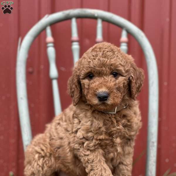 Dexter, Mini Goldendoodle Puppy