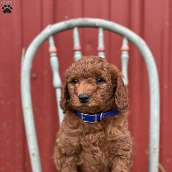 Dean, Mini Goldendoodle Puppy