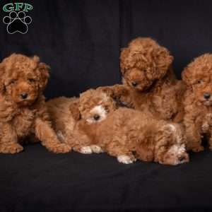 Charlie, Miniature Poodle Puppy