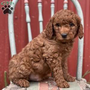 Dean, Mini Goldendoodle Puppy