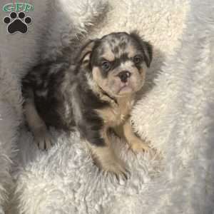 Calvin, French Bulldog Puppy