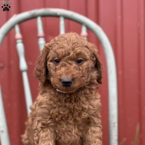 Donald, Mini Goldendoodle Puppy