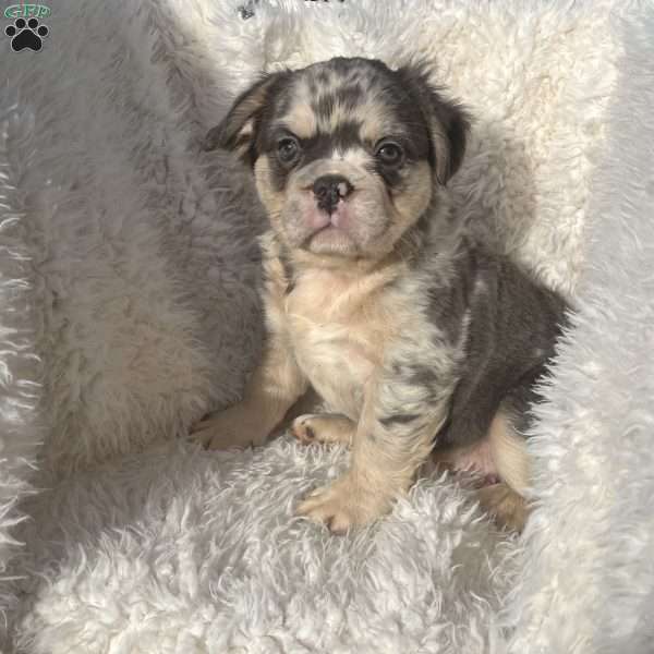Calvin, French Bulldog Puppy